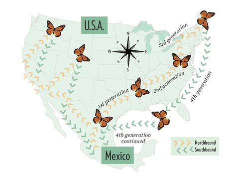 Monarch butterflies pass through St. Louis on migration to Mexico